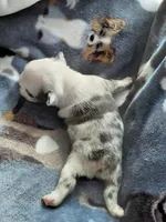 Walter, a female Frenchton for sale in Bridgeport Charter Township, MI – Photo 2 of 4