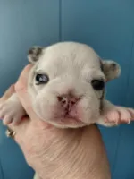 Walter, a female Frenchton for sale in Bridgeport Charter Township, MI – Photo 3 of 4