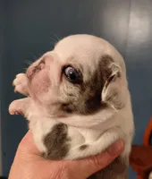 Walter, a female Frenchton for sale in Bridgeport Charter Township, MI – Photo 1 of 4