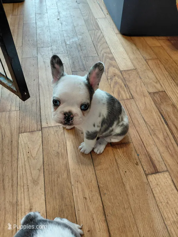 Walter – Frenchton puppy for sale in Bridgeport Charter Township, MI