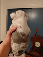 Walter, a female Frenchton for sale in Bridgeport Charter Township, MI – Photo 4 of 4