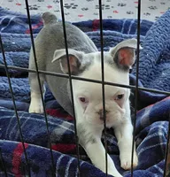 Hope, a female Frenchton for sale in Bridgeport Charter Township, MI – 1 of 5