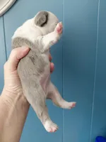 Hope, a female Frenchton for sale in Bridgeport Charter Township, MI – Photo 4 of 6