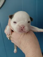 Hope, a female Frenchton for sale in Bridgeport Charter Township, MI – Photo 5 of 6