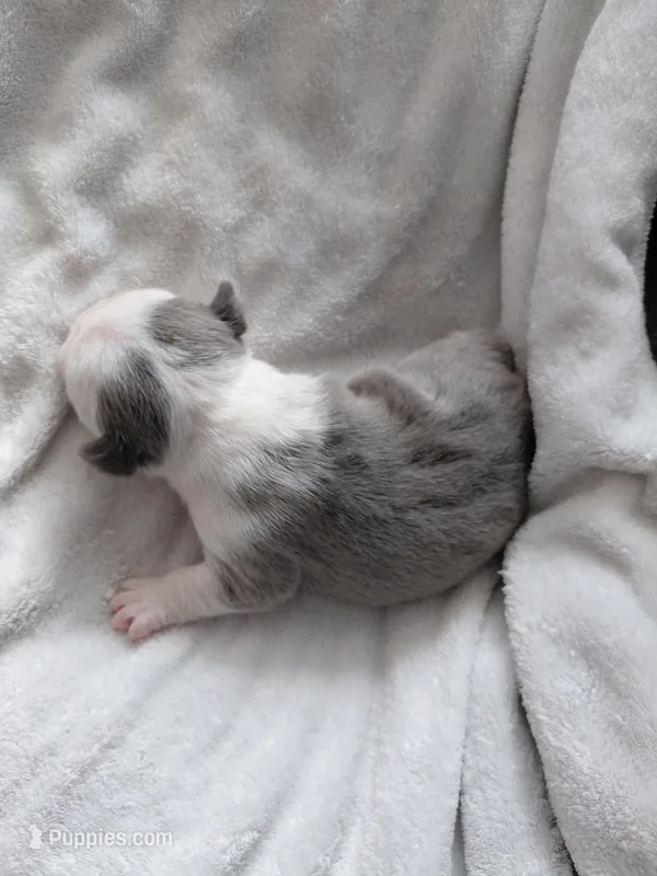 Hope – Frenchton puppy for sale in Bridgeport Charter Township, MI