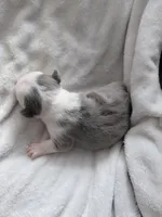 Hope, a female Frenchton for sale in Bridgeport Charter Township, MI – Photo 3 of 6