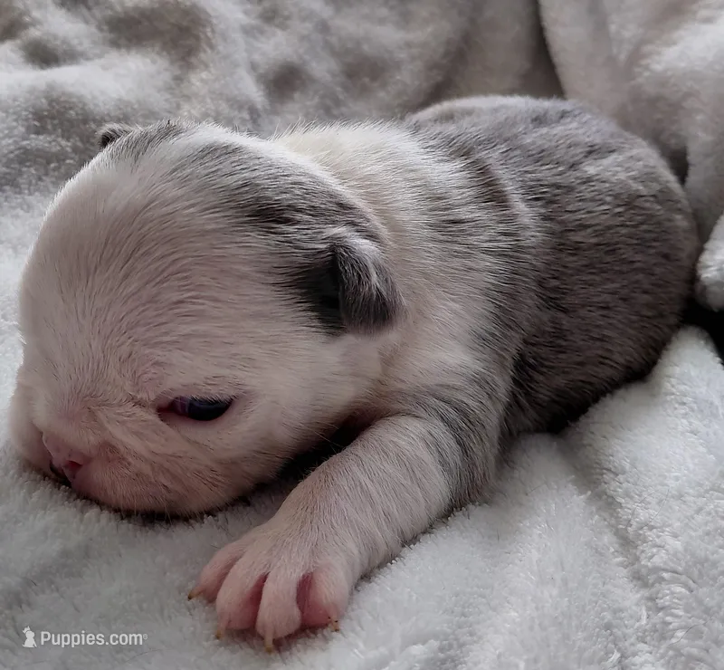 Hope – Frenchton puppy for sale in Bridgeport Charter Township, MI