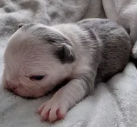 Hope, a female Frenchton for sale in Bridgeport Charter Township, MI – Photo 1 of 6