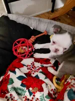 Hope, a female Frenchton for sale in Bridgeport Charter Township, MI – 5 of 5