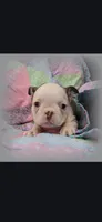 Hope, a female Frenchton for sale in Bridgeport Charter Township, MI – 2 of 5