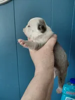 Hope, a female Frenchton for sale in Bridgeport Charter Township, MI – Photo 2 of 6