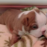 Rex, a male Frenchton for sale in Bridgeport Charter Township, MI – Photo 4 of 5