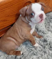 Rex, a male Frenchton for sale in Bridgeport Charter Township, MI – Photo 3 of 5