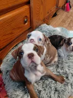 Rex, a male Frenchton for sale in Bridgeport Charter Township, MI – Photo 2 of 5