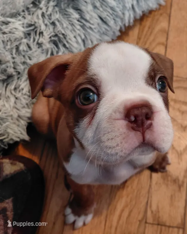 Rex – Frenchton puppy for sale in Bridgeport Charter Township, MI