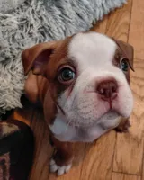 Rex, a male Frenchton for sale in Bridgeport Charter Township, MI – Photo 1 of 5