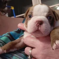 Rex, a male Frenchton for sale in Bridgeport Charter Township, MI – Photo 5 of 5