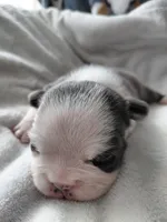 Jenny, a female Frenchton for sale in Bridgeport Charter Township, MI – Photo 2 of 3