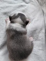 Jenny, a female Frenchton for sale in Bridgeport Charter Township, MI – Photo 3 of 3