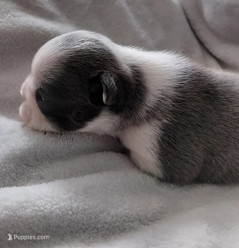 Jenny – Frenchton puppy for sale in Bridgeport Charter Township, MI