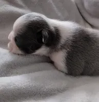 Jenny, a female Frenchton for sale in Bridgeport Charter Township, MI – Photo 1 of 3