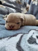 Fern, a female Frenchton for sale in Bridgeport Charter Township, MI – Photo 3 of 4