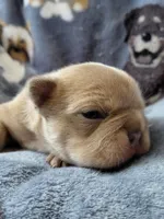 Fern, a female Frenchton for sale in Bridgeport Charter Township, MI – Photo 1 of 4