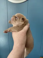 Fern, a female Frenchton for sale in Bridgeport Charter Township, MI – Photo 4 of 4