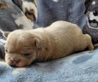 Fern, a female Frenchton for sale in Bridgeport Charter Township, MI – Photo 2 of 4
