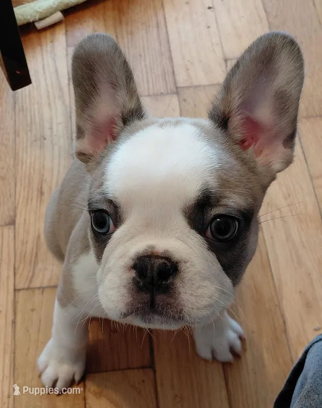 Hank – Frenchton puppy for sale in Bridgeport Charter Township, MI