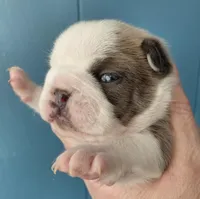 Hank, a female Frenchton for sale in Bridgeport Charter Township, MI – Photo 4 of 4