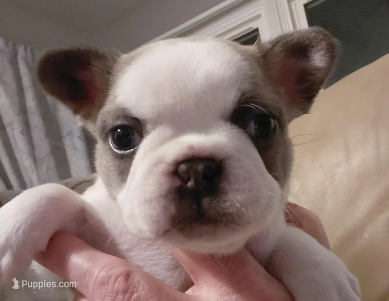Hank – Frenchton puppy for sale in Bridgeport Charter Township, MI
