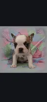 Hank, a male Frenchton for sale in Bridgeport Charter Township, MI – 3 of 6