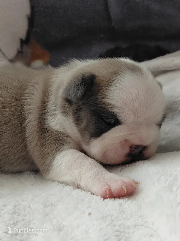 Hank – Frenchton puppy for sale in Bridgeport Charter Township, MI