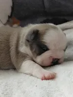 Hank, a female Frenchton for sale in Bridgeport Charter Township, MI – Photo 1 of 4