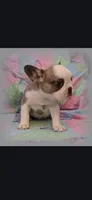 Hank, a male Frenchton for sale in Bridgeport Charter Township, MI – 4 of 6