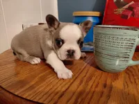 Hank, a male Frenchton for sale in Bridgeport Charter Township, MI – 5 of 6