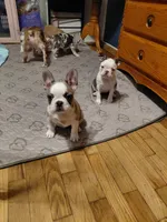 Hank, a male Frenchton for sale in Bridgeport Charter Township, MI – 6 of 6