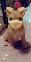 Rosie, a female Frenchton for sale in Bridgeport Charter Township, MI – 2 of 6