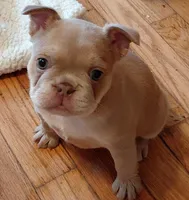 Rosie, a female Frenchton for sale in Bridgeport Charter Township, MI – 3 of 6