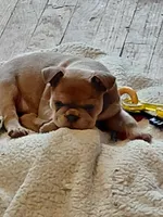 Rosie, a female Frenchton for sale in Bridgeport Charter Township, MI – 6 of 6