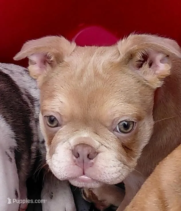 Rosie – Frenchton puppy for sale in Bridgeport Charter Township, MI