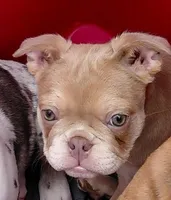 Rosie, a female Frenchton for sale in Bridgeport Charter Township, MI – 1 of 6