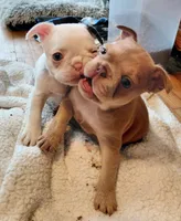 Rosie, a female Frenchton for sale in Bridgeport Charter Township, MI – 5 of 6