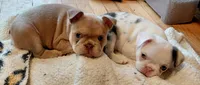 Rosie, a female Frenchton for sale in Bridgeport Charter Township, MI – 4 of 6