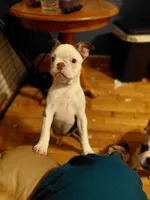 Hope, a female Frenchton for sale in Bridgeport Charter Township, MI – 2 of 9