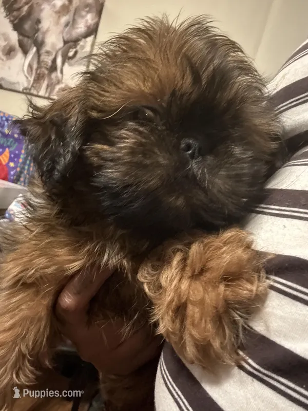 Polo – Shih Tzu puppy for sale in Knoxville, TN