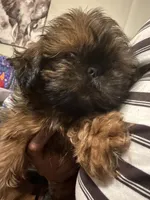 Polo, a male Shih Tzu for sale in Knoxville, TN – Photo 1 of 3