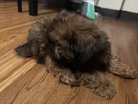 Polo, a male Shih Tzu for sale in Knoxville, TN – Photo 3 of 3