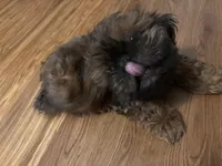 Polo, a male Shih Tzu for sale in Knoxville, TN – Photo 2 of 3